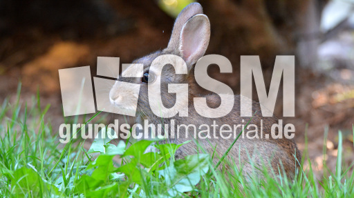 Junges_Wildkaninchen (3).jpg